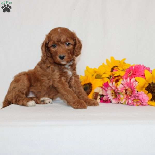 Holly, Mini Goldendoodle Puppy